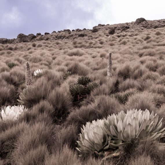Paysage de montagne. Giant Lobelia.