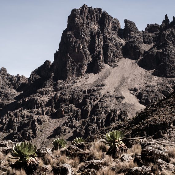 Paysage de montagne. Giant Lobelia.