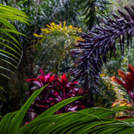 photo plante tropicale