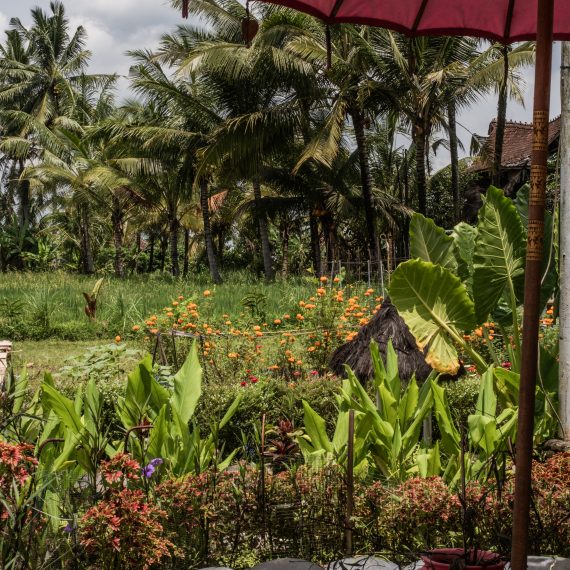 Vue d'une rizière à Ubud.