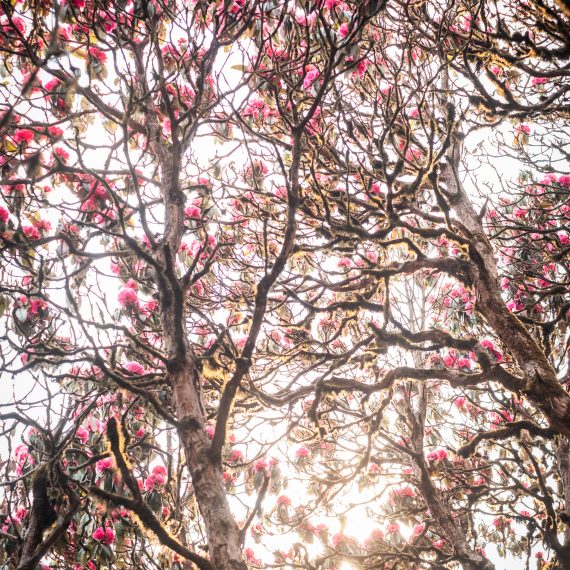 Rododendront en fleurs.