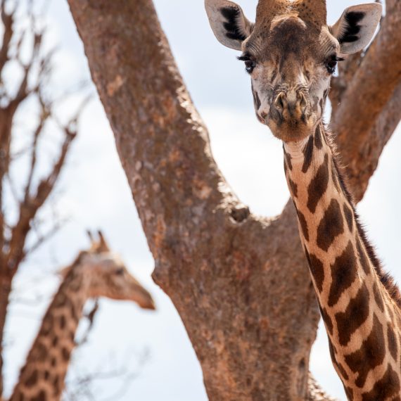 Twiga, giraffes