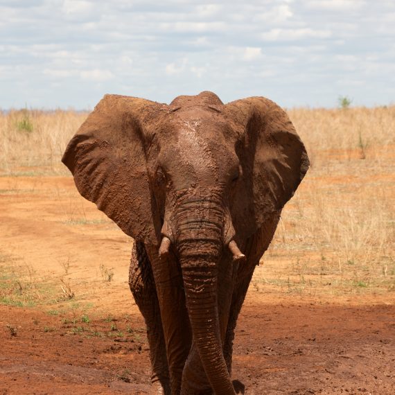 éléphant qui marche