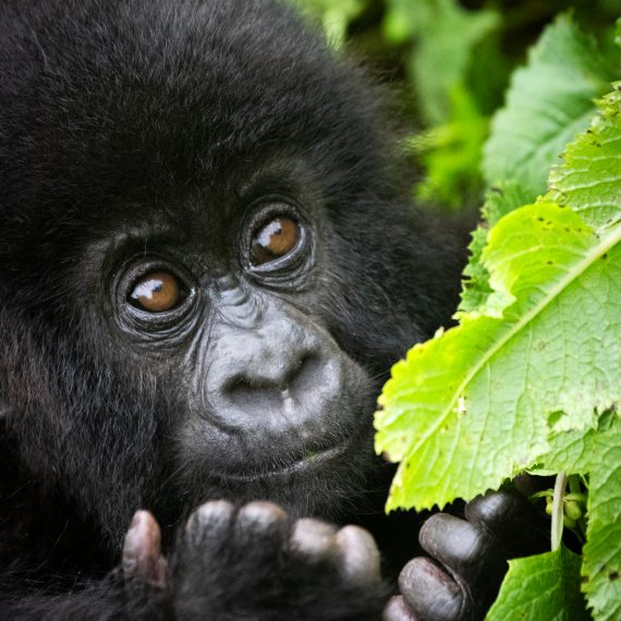 bébé gorille et la nature.