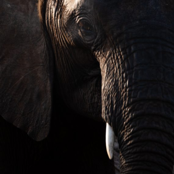 photo d'un eléphant.