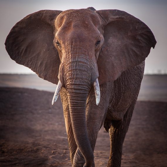 éléphant qui marche