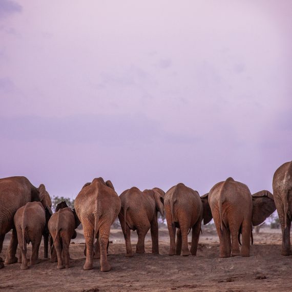 des derrieres des elephants