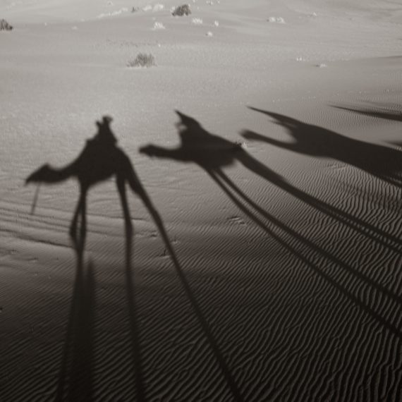 Ombres de troupeau des chameau au desert. Photo en noir et blanc.