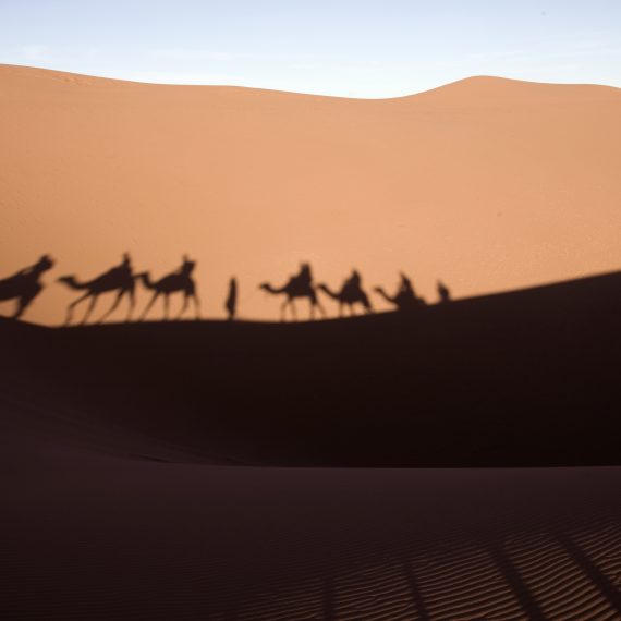 Ombres de troupeau des chameau au desert. Photo en couleur.