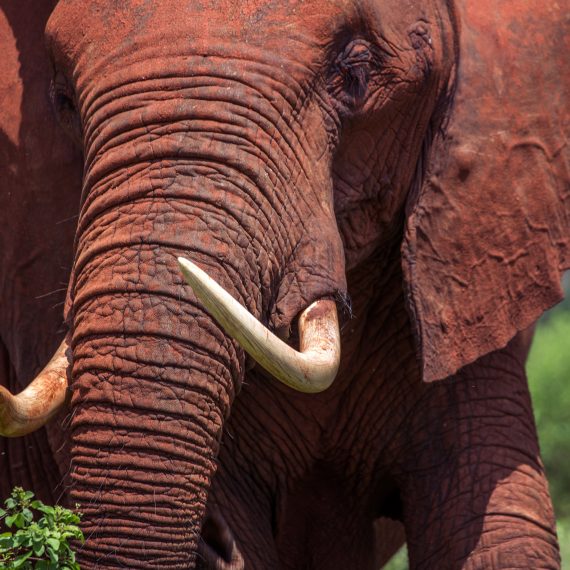 portrait d'un elephant